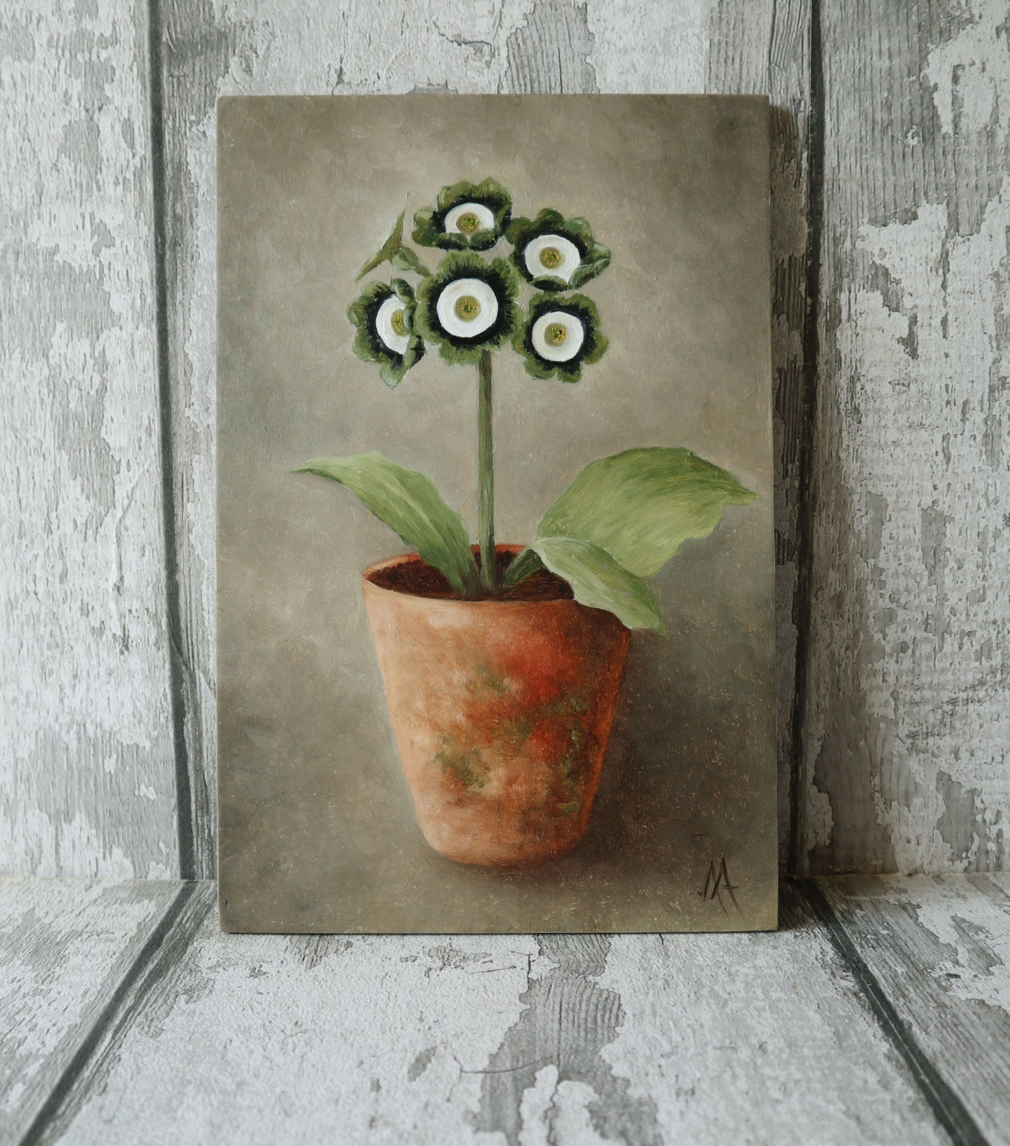 Original Oil Painting On Board From The Potted Floral Collection ' Auricula'
