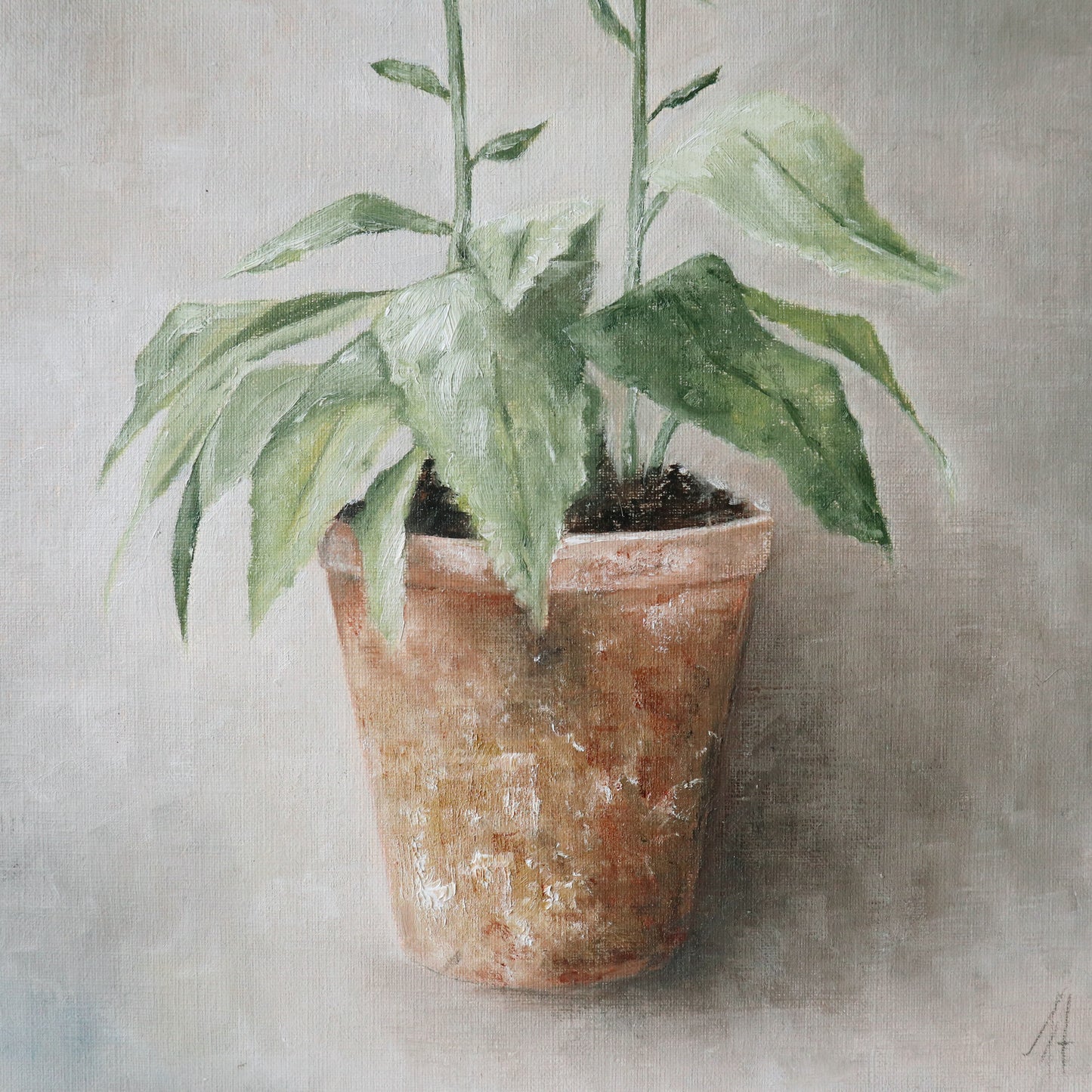 Original Oil Painting From the Potted Floral Collection 'Large Pink Foxglove'